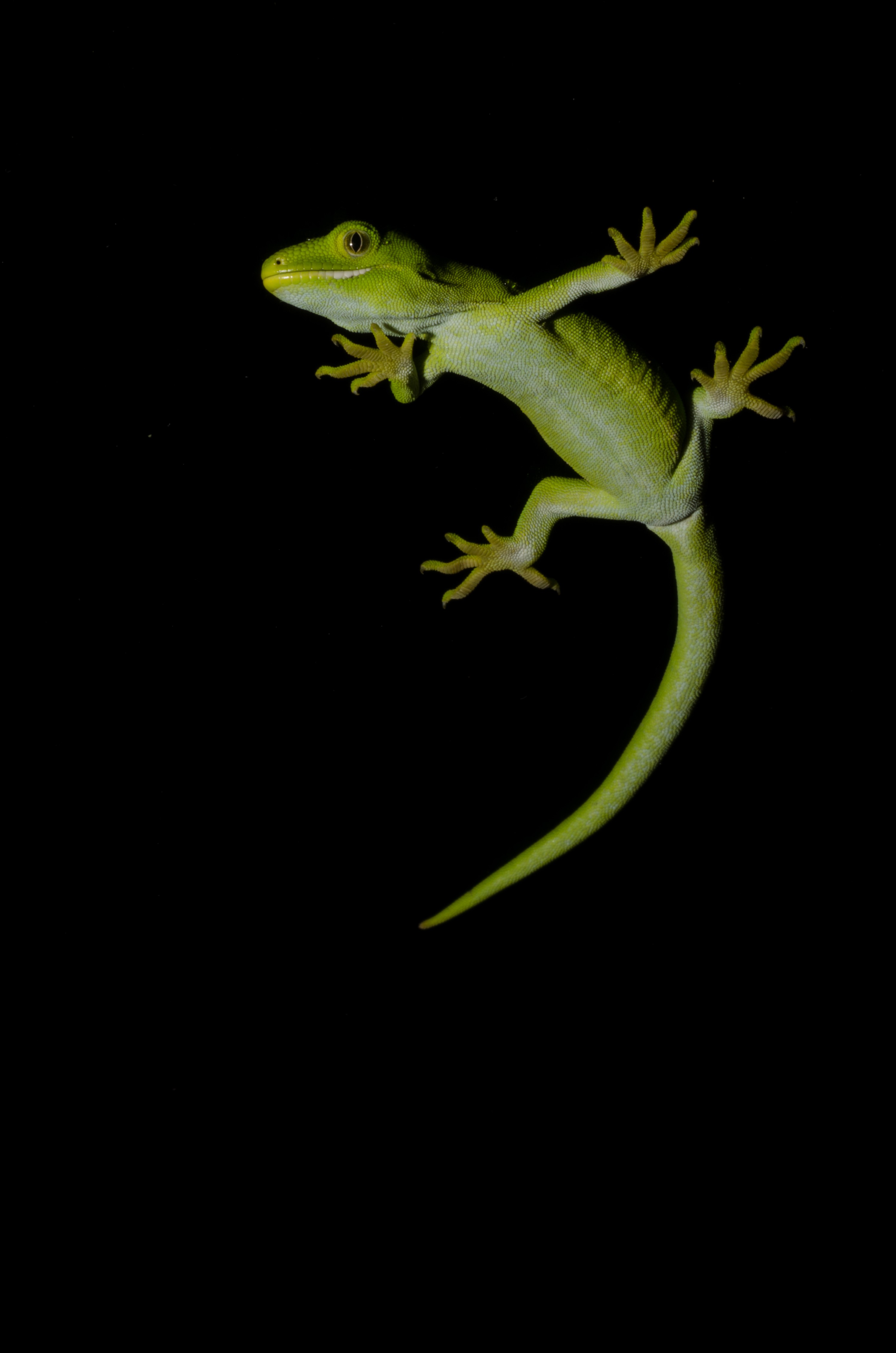 DSC_6049 – Auckland, green, gecko, Naultinus, elegans, elegans, home, lizard, Crispin, reptiles, amphibians, rare, cold, blood, new, new zealand, zealand, nz